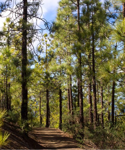 dirt hiking trail through woodland hillside